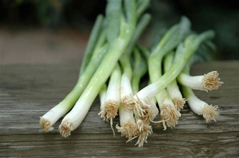 SCALLION definition: 1. a spring onion 2. a green onion 3. a small, thin onion with a white bottom and a green stem and…. Learn more.